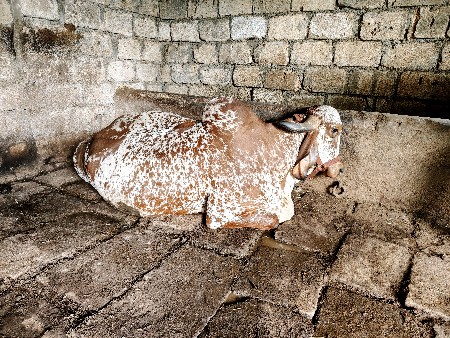 ગીર કાબરી ગાય વેચવા ની છે