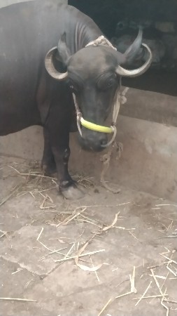 ભેંસ વેચવા ની છે