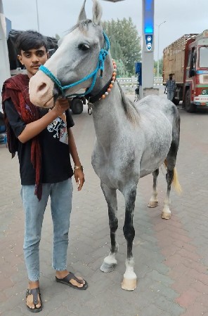 ઘોડી વેચવાની છે