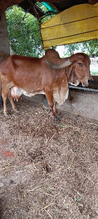 ગીર ગાય વેચવાની છે