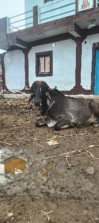 3 ગાયું ના સાટા માં ભેશ લેવી સે