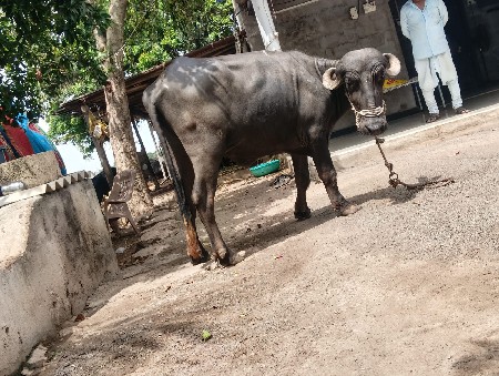 ખડેલા વેશવા  ના છે