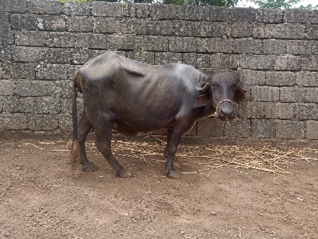 ૬ દિવસ ની કાચી