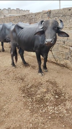 ભેંસ વેચવાની છે