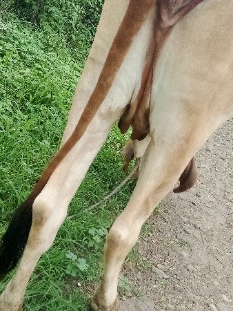 હોડકી વેસવાની છે