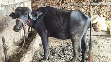 વેચવાની