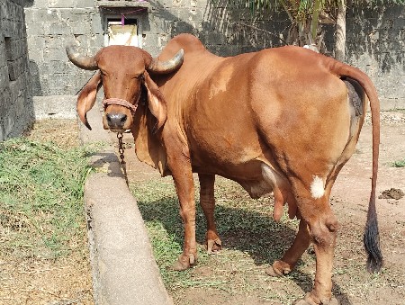 ગાય