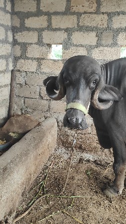 જાફરી ખડેલી