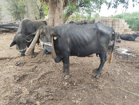 ભેંસ વેસવાની સે