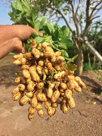 ઓરા ની માંડવી વેચવાની છે