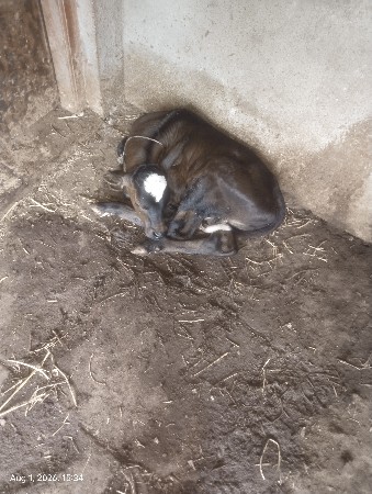 ગીર ગાય