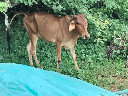 વાછડી વેચવાની છે