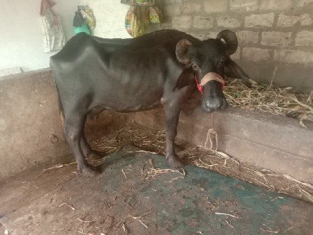ભેસ