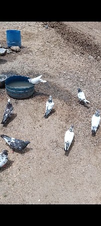 કબૂતર વેચવાના છે