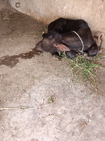 ભેંસ વેચવાની છે