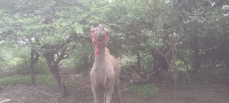 સાડીયો