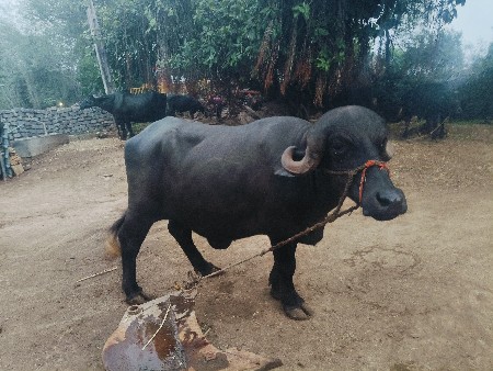 ભેંસ ખડેલી