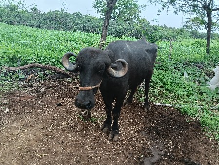 ભેંસ વેચવાની છે