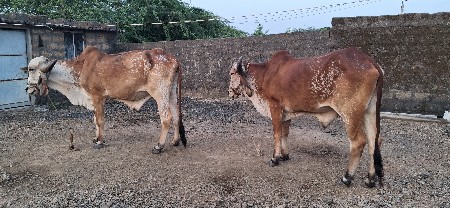 વેચવા ના છે