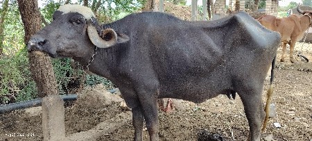ભેસ વેસવાની સે