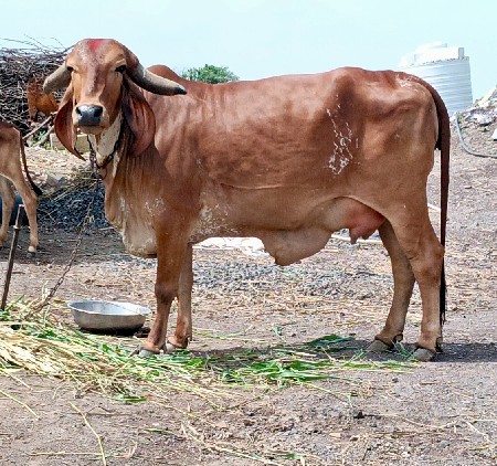 ગીર ગાય વેચવાની છે