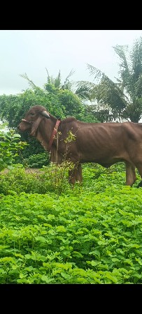 ગીર વોડકી વેસવાની છે