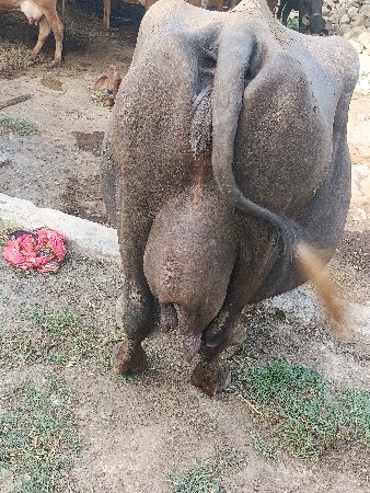 3 mahinani vyaneli se