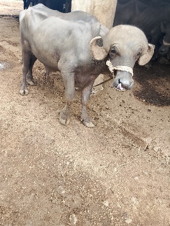 પાડો વેચવા નો સે 9724547724