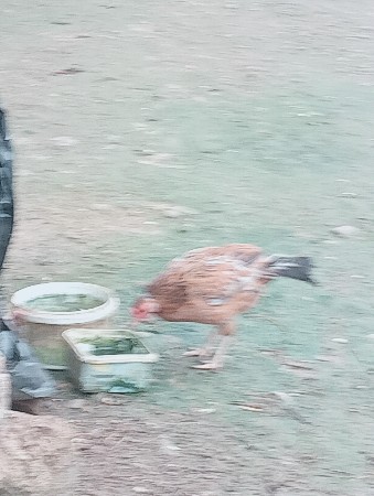 Aa  murghi vechvani che