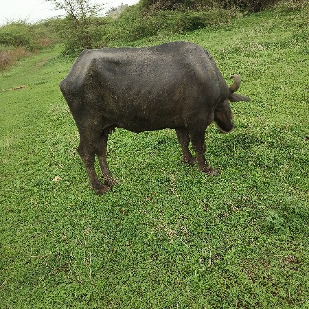 sunil