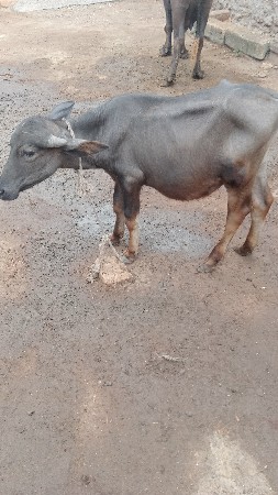 pado