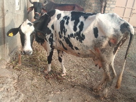 એસફ