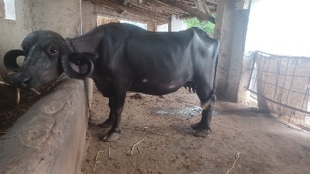 ભેસ વેચવાની છે