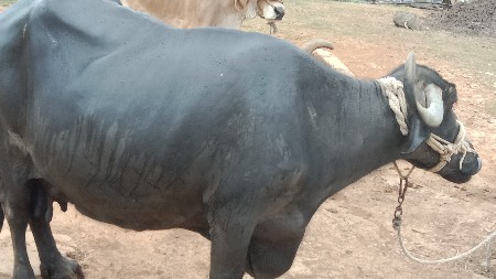 ભેંશ વેચવાની છે