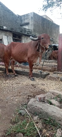 1 ગાય અને 2 હોળકી વેચવાની છે