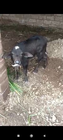 ભેંસ બેસવાની સે