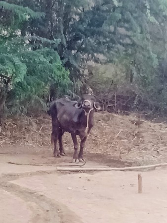 ભેંસ ને બે વરસ ની પાડી છે