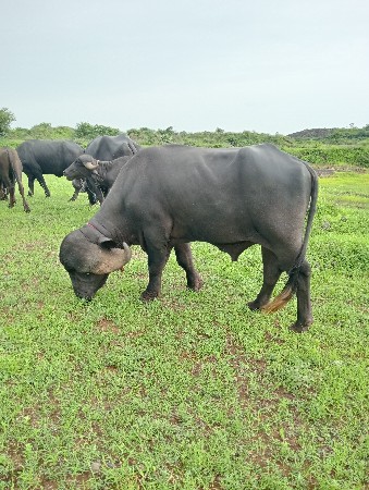 પાડો વેચવાનો છે