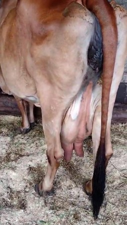 ગાય વેચવાની છે