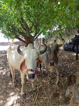 2 જી ધર ના બળદ છે