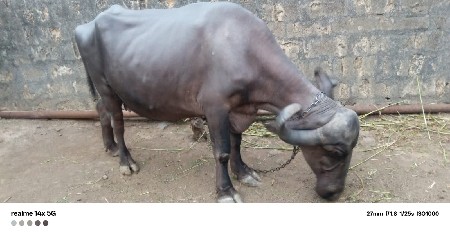 ajay ahir