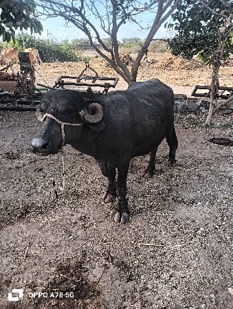 ચાર મહિનાની ઘાભણ સે