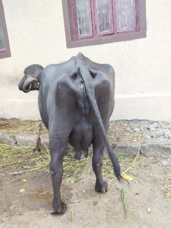 ભેંશ વેચવાની છે