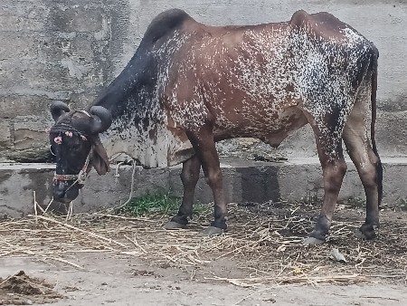 રીજવાન  ભાઈ