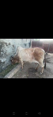 ગાય વેચવાની છે