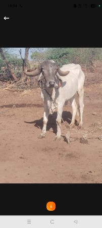 લીલડી હોડકી વેચવાની છે