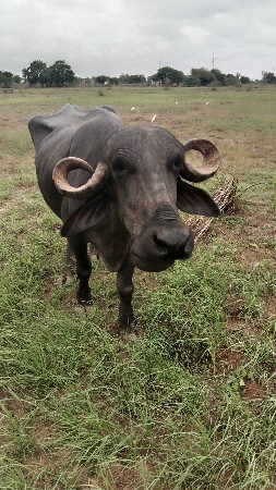 ભૅસ વૅચવાની છે