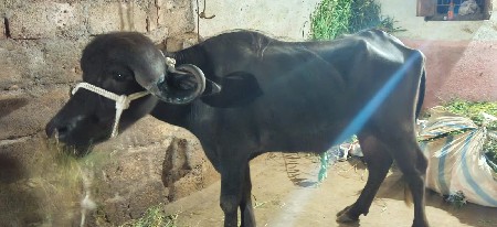 ખડેલી વેંચવાની છે ઊંચાઈ લંબાઈ પુરી