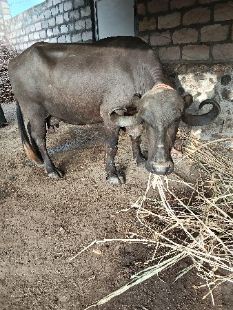 ભેંસ વેચવાની સે કિંમત ફિક્સ સે