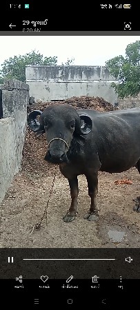 ખડેલી વેચવાની છે 1 પેલવેતરી છે